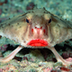 Image for article titled 12 More Real Animals We Can’t Believe Aren't Pokémon